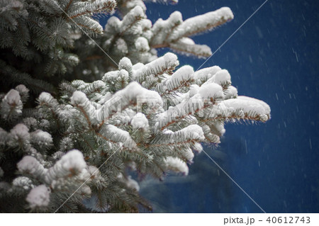 fir-tree fir-tree 40612743