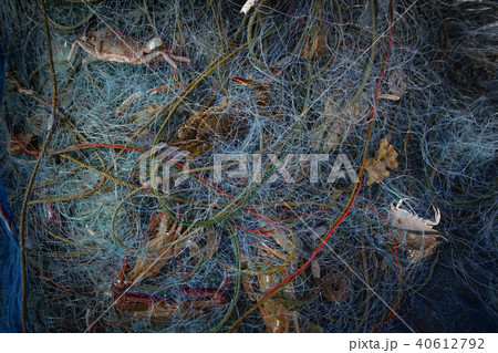 animal,background,blue,claw,close,closeup,color,co 40612792