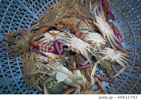animal,background,blue,claw,close,closeup,color,co animal,background,blue,claw,close,closeup,color,co 40612793
