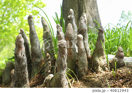 落葉松の呼吸根　 40612943