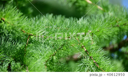 Needles of young larch in spring close-up Needles of young larch in spring close-up 40612950