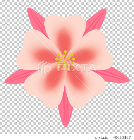 Aquilegia Bulgaris 40613367