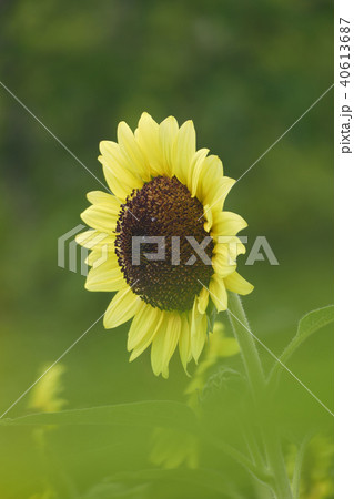 ヒマワリの花 40613687