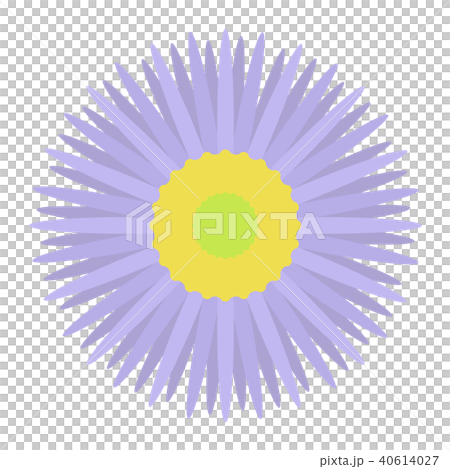 Miyama Azumagiku Miyama Azumagiku 40614027