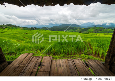 Terraced rice field in Chiang Mai, Thailand. 40614031
