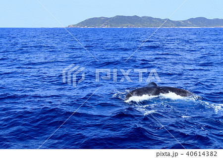 フルークダウンする慶良間のザトウクジラ 40614382