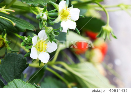 いちごの花 いちごの花 40614455