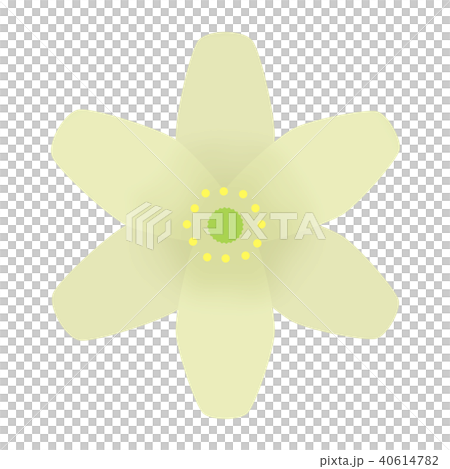 Anemone Nemorosa (Wood Anemone) 40614782