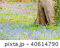 エゾエンゴサクとカタクリ 40614790