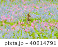 花畑とエゾリス 40614791