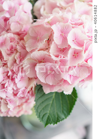 beautiful hydrangea flowers in a vase on a table . Bouquet of light blue, lilac and pink flower 40614882