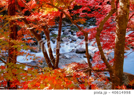 夏井川渓谷の紅葉 福島県 いわき市 の写真素材