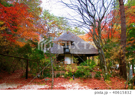 茅葺き屋根とモミジ(福島県・いわき市) 茅葺き屋根とモミジ(福島県・いわき市) 40615832