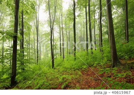 Spring beech forest in the fog  40615967