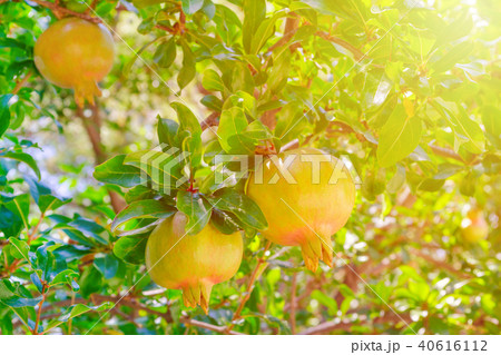 pomegranate tree with a fruit in sunny garden 40616112