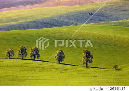 View on the chestnuts and tractor fertilize a field in South Moravia 40616115