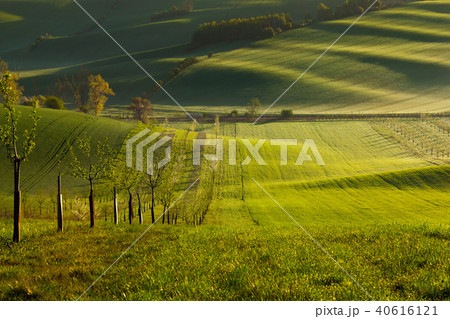 sunset lines and waves with trees in the spring sunset lines and waves with trees in the spring 40616121