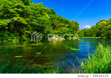（静岡県）新緑の柿田川湧水　富士山 40616129