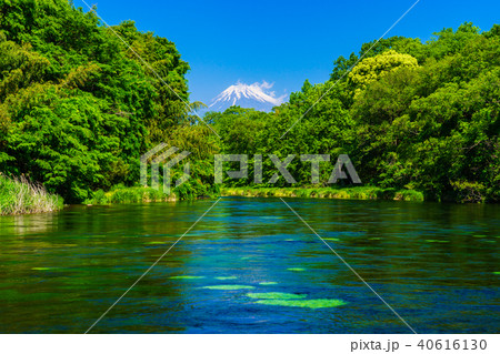 (静岡県)新緑の柿田川湧水 富士山 (静岡県)新緑の柿田川湧水 富士山 40616130