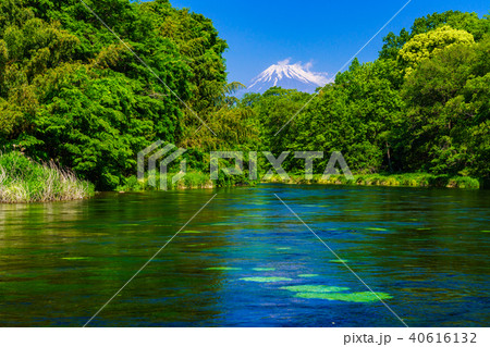 （静岡県）新緑の柿田川湧水　富士山 40616132