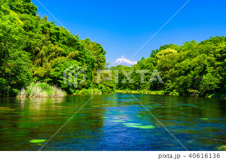 （静岡県）新緑の柿田川湧水　富士山 40616136