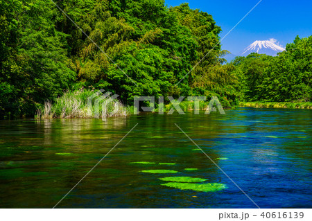 (静岡県)新緑の柿田川湧水 富士山 (静岡県)新緑の柿田川湧水 富士山 40616139