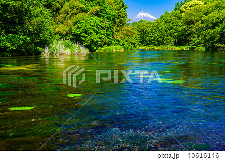 （静岡県）新緑の柿田川湧水　富士山 40616146