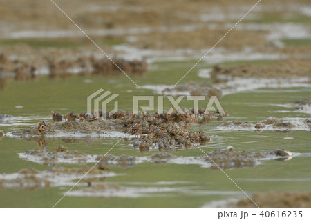 ミナミコメツキガニの群れ 40616235
