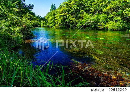 (静岡県)新緑の柿田川湧水の流れ (静岡県)新緑の柿田川湧水の流れ 40616249