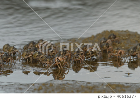 ミナミコメツキガニの群れ ミナミコメツキガニの群れ 40616277