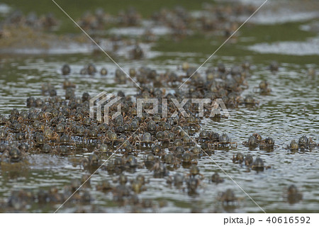ミナミコメツキガニの行進 40616592