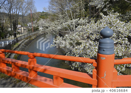 琵琶湖疏水 本圀寺 琵琶湖疏水 本圀寺 40616684