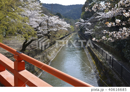 琵琶湖疏水　本圀寺 40616685