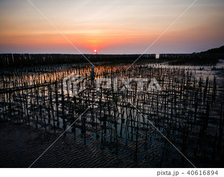 Sunset in peaceful mangrove forest, background 40616894
