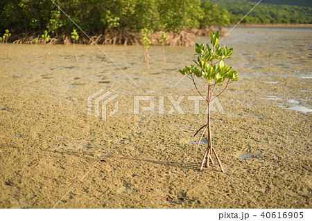若いヤエヤマヒルギ 40616905