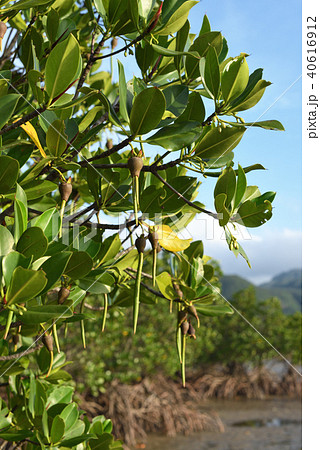 ヤエヤマヒルギの種 40616912