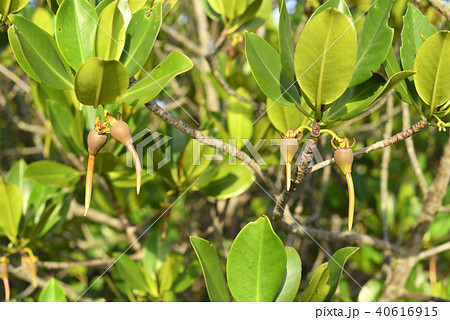 ヤエヤマヒルギの種 40616915