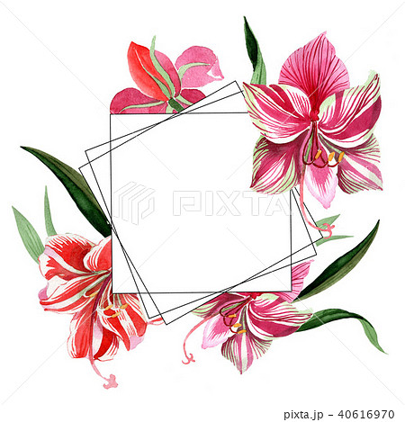 Pink Striped Amaryllis Floral Botanical のイラスト素材