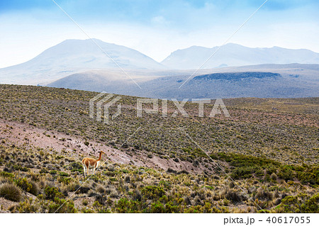 vicuna in highlands of Peru vicuna in highlands of Peru 40617055