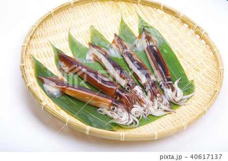 スルメイカ　食材 40617137