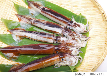 スルメイカ　食材 40617142