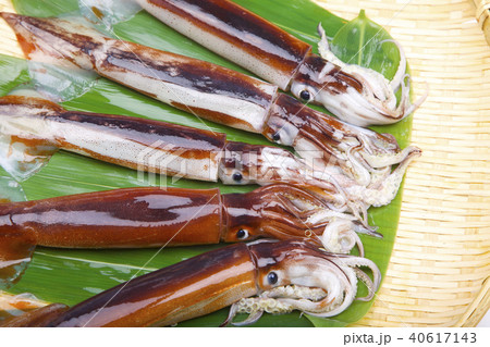 スルメイカ　食材 40617143