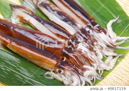 スルメイカ　食材 40617159