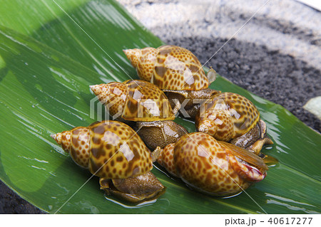 バイ貝 食材 バイ貝 食材 40617277