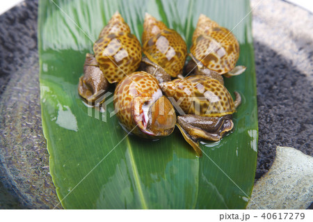 バイ貝　食材 40617279