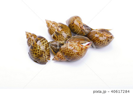 バイ貝　食材 40617284