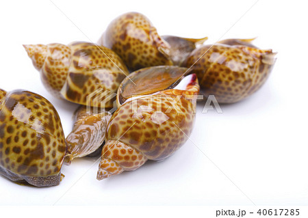 バイ貝 食材 バイ貝 食材 40617285