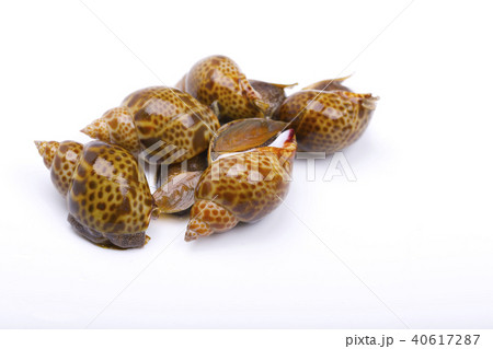 バイ貝　食材 40617287