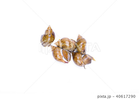 バイ貝 食材 バイ貝 食材 40617290