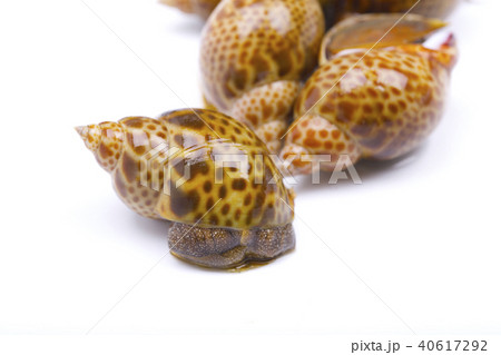 バイ貝 食材 バイ貝 食材 40617292